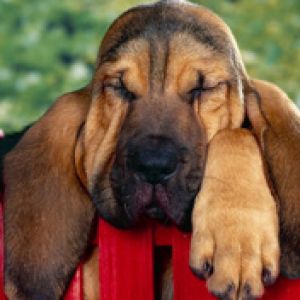 Winks Bloodhound Puppy