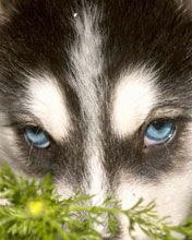 husky