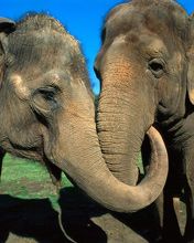 Asian Elephants