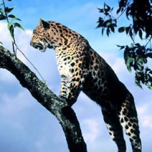 Amur Leopard Scout