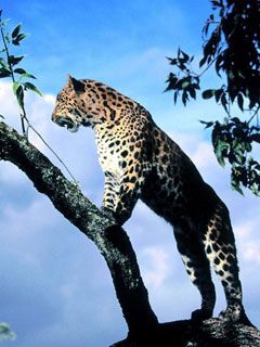 Amur Leopard Scout