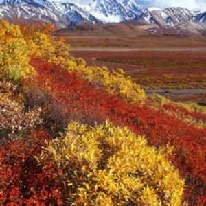Alaska-Range -Denali-National-Park Alaska