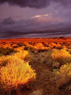 Antelope-Valley-Poppy-Reserve California