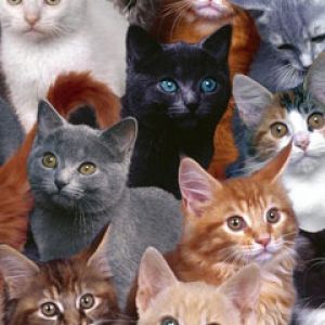 Collection of Kittens