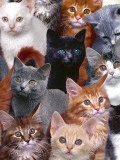 Collection of Kittens