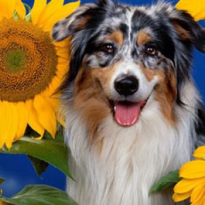 Australian Shepherd