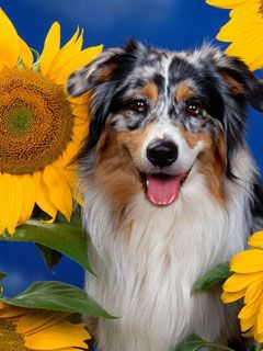 Australian Shepherd