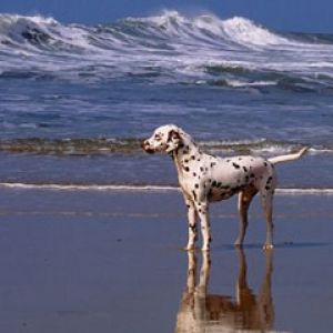 A Day at the Beach Dalmatian