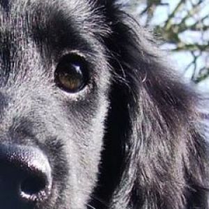flat-coated-retriever-puppy todd