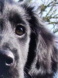 flat-coated-retriever-puppy todd