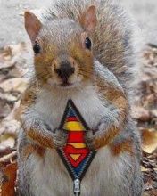 Super squirel