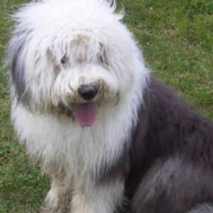bobtail