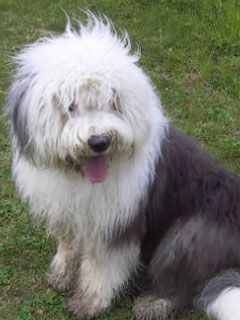bobtail