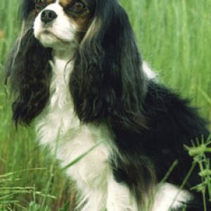 Shelley_Cavalier_King_Charles_Spaniel
