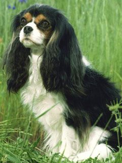 Shelley_Cavalier_King_Charles_Spaniel