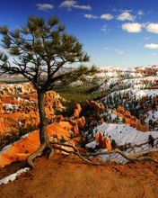 Alone on the Rim Bryce-Canyon National Park Utah