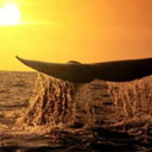 baleine