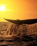 baleine