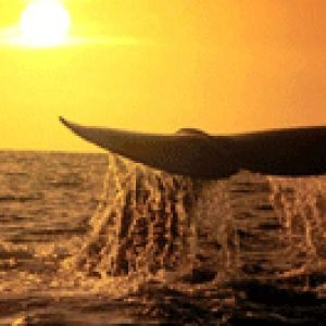 baleine