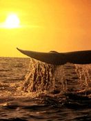baleine