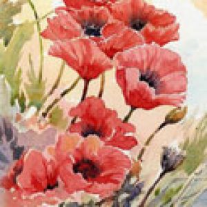 Poppies