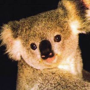 koala