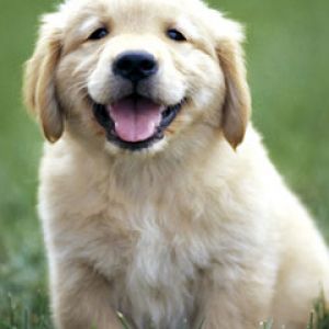 golden-retriever-puppy
