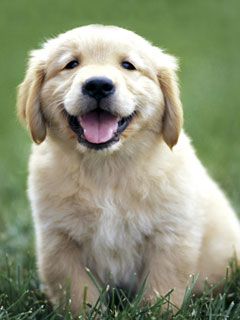 golden-retriever-puppy