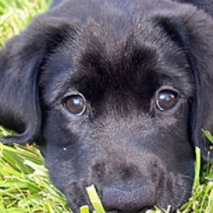 black-lab-puppy 