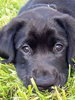 black-lab-puppy 
