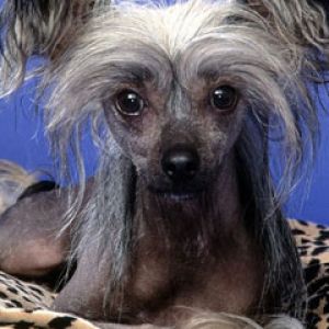 Poppy Chinese Crested
