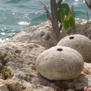 Guadeloupe-St-Francois