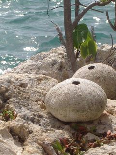 Guadeloupe-St-Francois