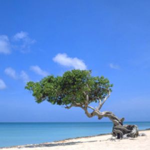 Aruba