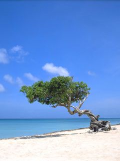Aruba