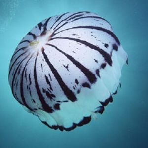 Purple-Striped-Jellyfish -Southern-California