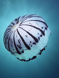 Purple-Striped-Jellyfish -Southern-California