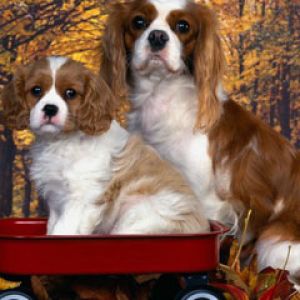 Cavalier King Charles Spaniel 