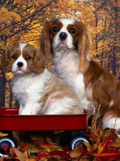 Cavalier King Charles Spaniel 