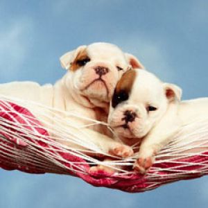 Hammock Happiness
