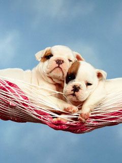 Hammock Happiness
