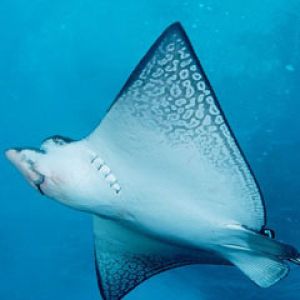 Spotted-Eagle-Ray