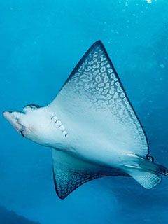 Spotted-Eagle-Ray