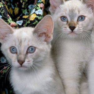 Siamese Kittens