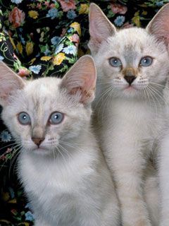 Siamese Kittens
