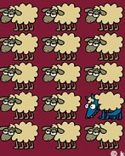 Sheeps