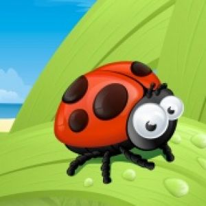 Ladybird