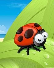 Ladybird