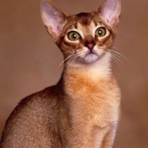 Abyssinian