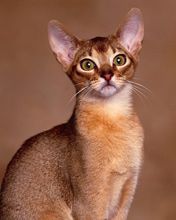 Abyssinian
